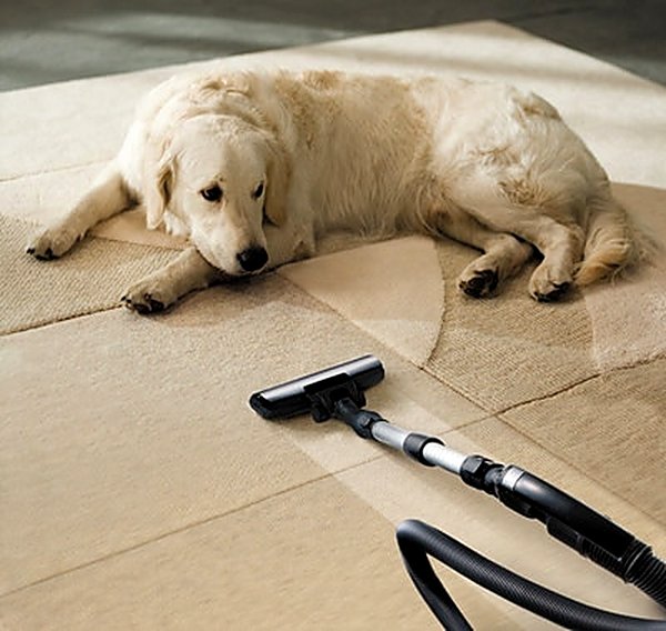 Dog resting on treated carpet after pet odor removal in a San Antonio TX home
